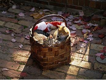 《赛博朋克2077》限时5小时试玩 28日开启